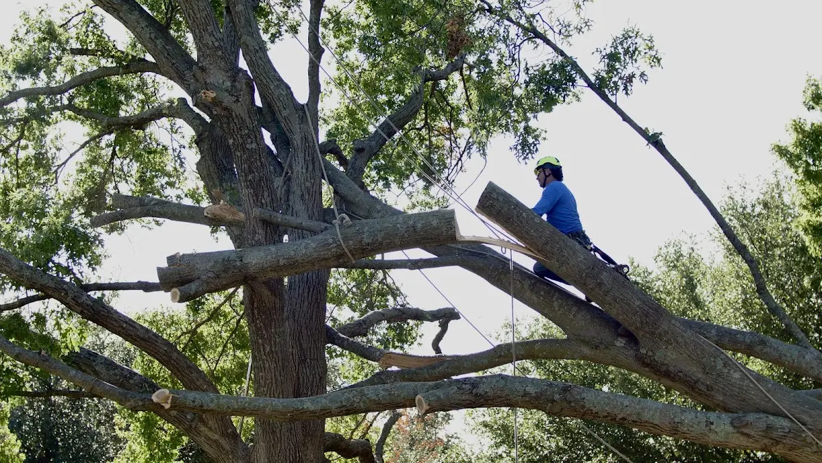 Professional Crown Thinning performed by certified arborists in Montcalm